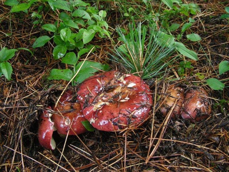 Russula decolorans